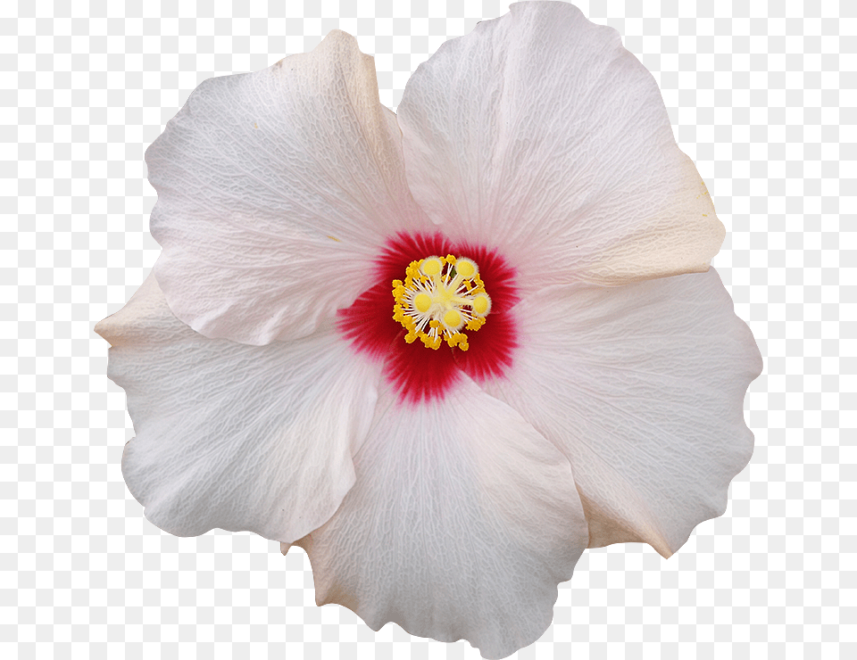 Thumb Image, Flower, Plant, Hibiscus, Pollen Free Transparent Png