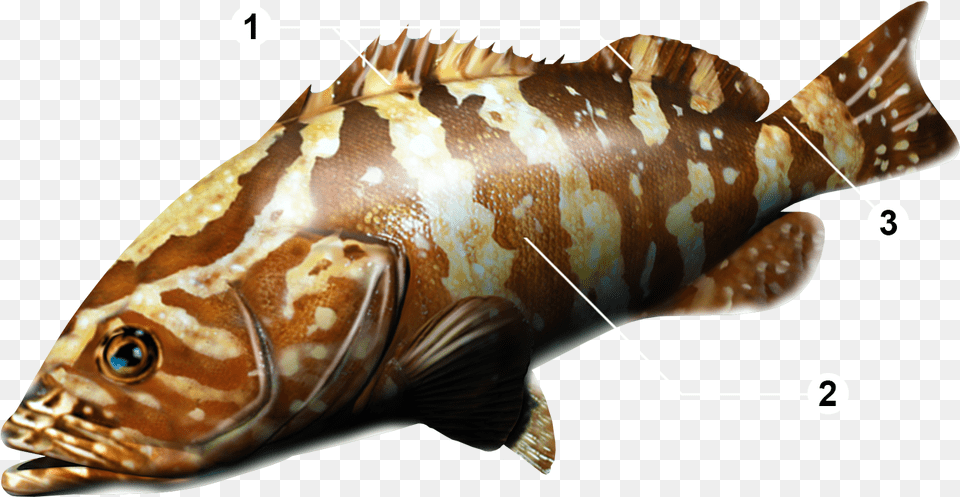 Thumb Animal, Fish, Sea Life, Cod Png Image