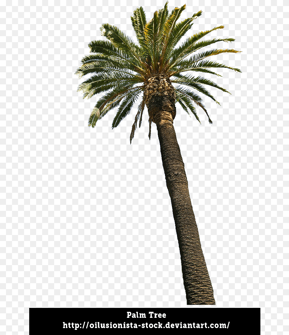 Thumb Image, Palm Tree, Plant, Tree Free Png