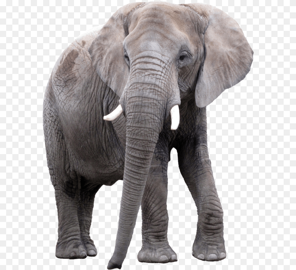 Thumb Image, Animal, Elephant, Mammal, Wildlife Free Png Download