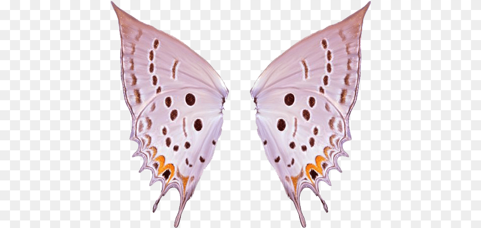 Thumb Image Alas De Mariposa, Animal, Butterfly, Insect, Invertebrate Free Transparent Png