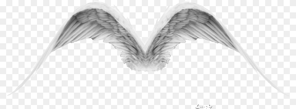 Thumb Angel Wings Flying Gif, Animal, Bird Png Image