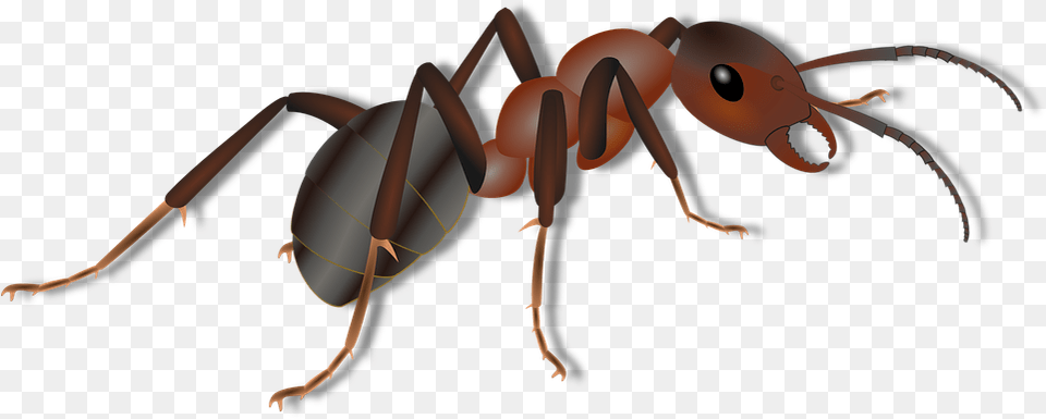 Thumb Image Ant For Kids, Animal, Insect, Invertebrate Free Transparent Png