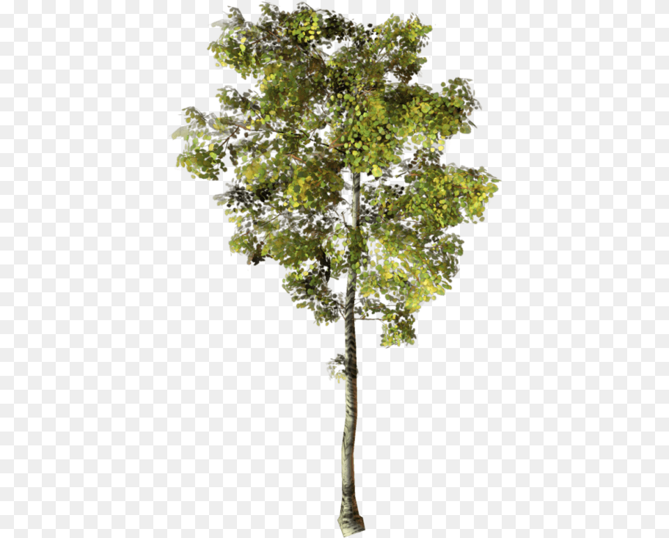 Thumb Image Arbre Photoshop, Oak, Plant, Sycamore, Tree Free Png Download