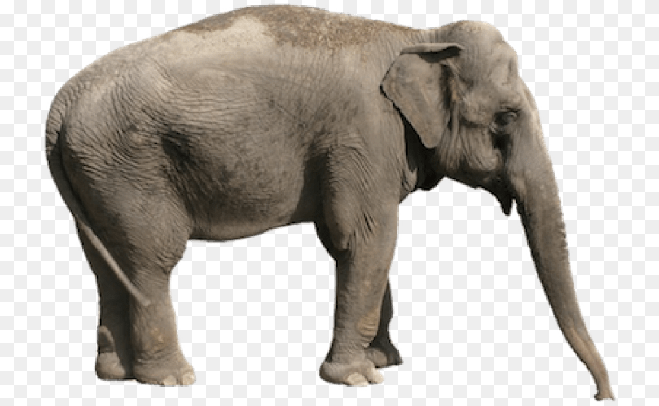 Thumb Image Asian Elephant Transparent Background, Animal, Mammal, Wildlife Png