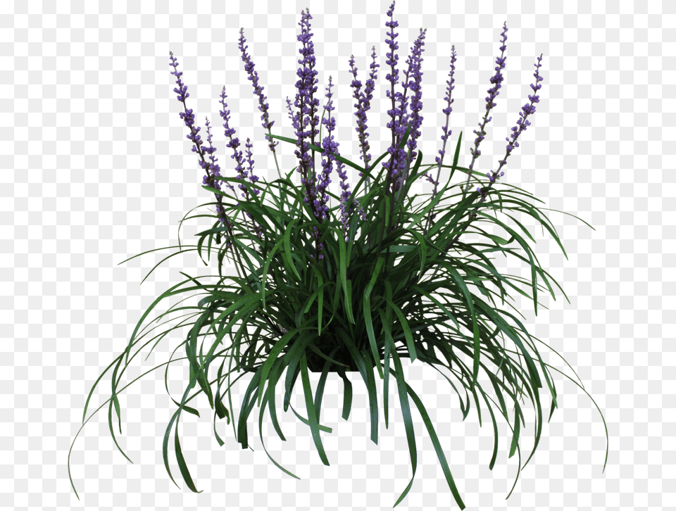 Thumb Image Australian Native Grass With Purple Flowers, Flower, Plant, Lavender, Lupin Free Png Download