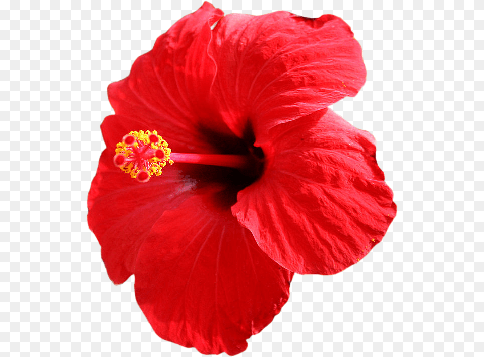 Thumb Image Beautiful Hibiscus Flower, Plant, Rose Png