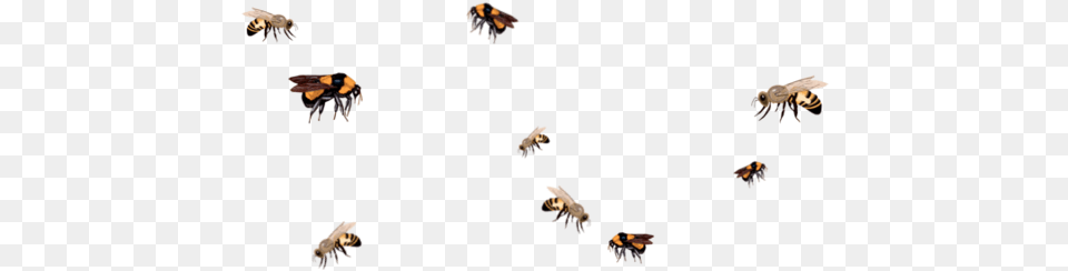 Thumb Bees Flying Background, Animal, Invertebrate, Insect, Bumblebee Png Image