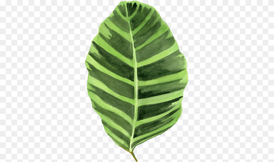 Thumb Image Big Leaf, Plant Free Png