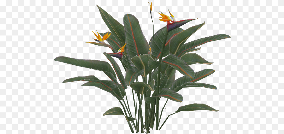 Thumb Image Bird Of Paradise Plant, Flower, Leaf, Flower Arrangement, Acanthaceae Free Transparent Png