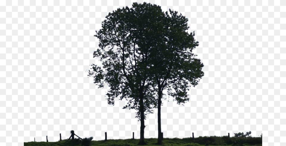 Thumb Image Black And White Tree For Photoshop, Plant, Tree Trunk, Nature, Night Free Transparent Png