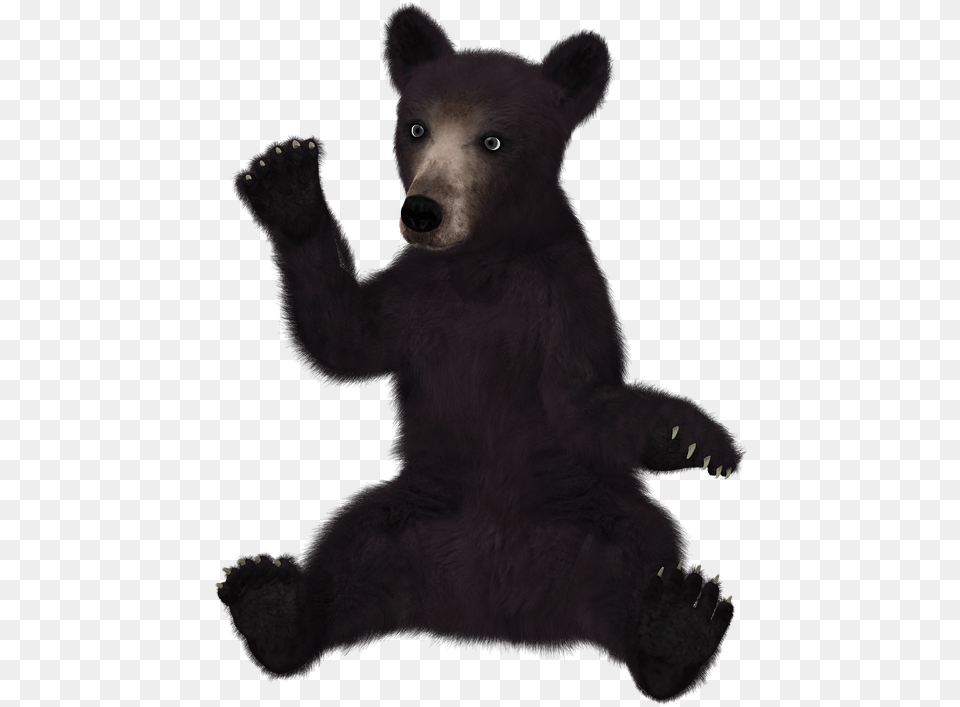 Thumb Image Black Bear Clipart Background, Animal, Mammal, Wildlife, Black Bear Png