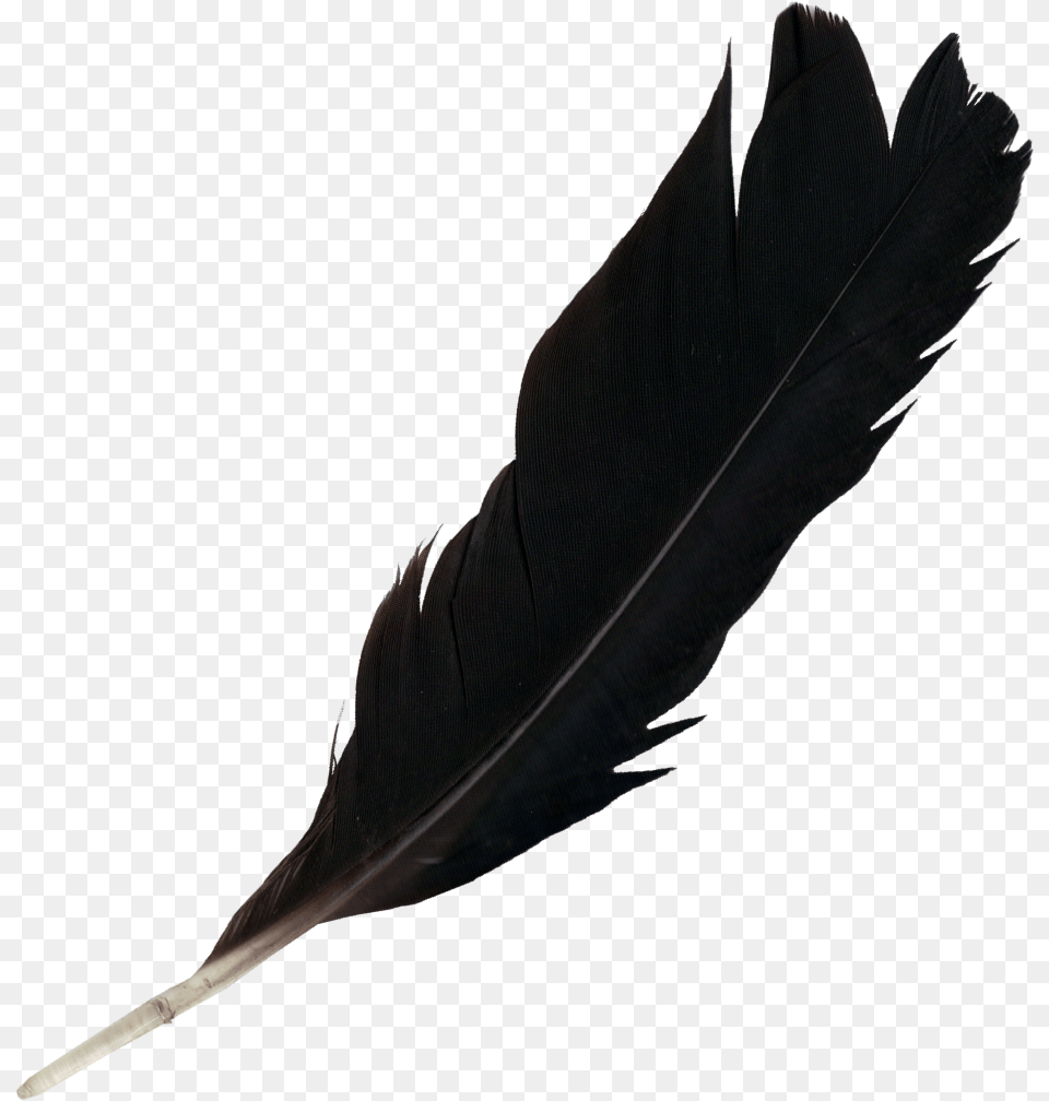 Thumb Black Feather, Bottle Png Image