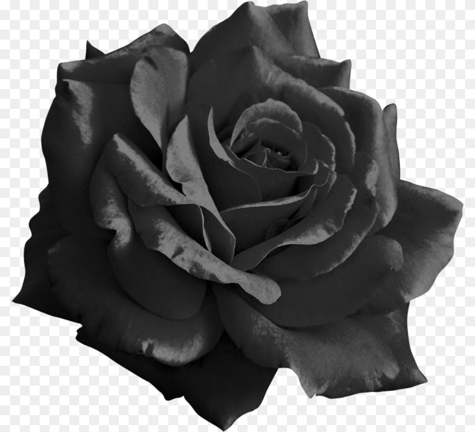 Thumb Image Black Rose Background, Flower, Plant Free Transparent Png