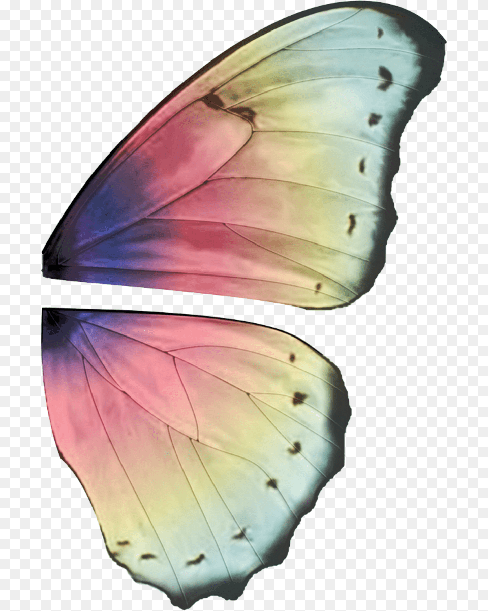 Thumb Image Butterfly Wing Design Ideas, Animal, Insect, Invertebrate Png
