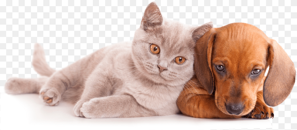 Thumb Image Cats And Dogs Clipart, Animal, Canine, Dog, Mammal Free Png