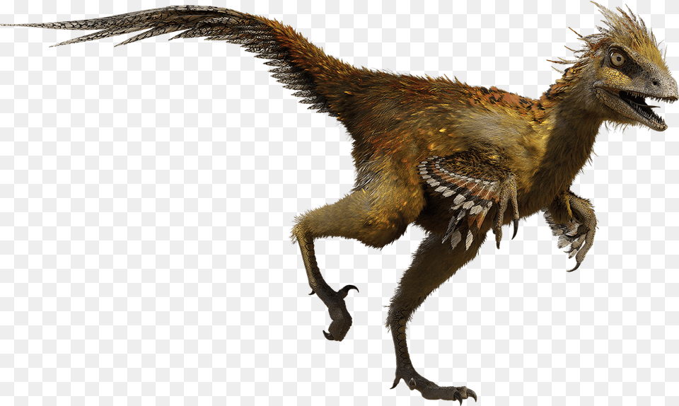 Thumb Image Color Is The Troodon, Animal, Bird, Dinosaur, Reptile Free Png