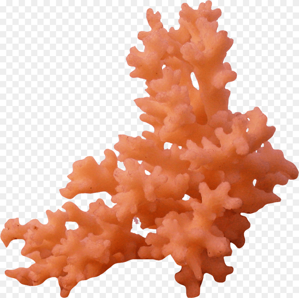 Thumb Image Coral, Animal, Sea Life, Sea, Reef Free Png