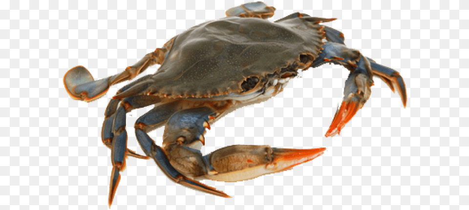 Thumb Crab, Animal, Food, Invertebrate, Sea Life Png Image