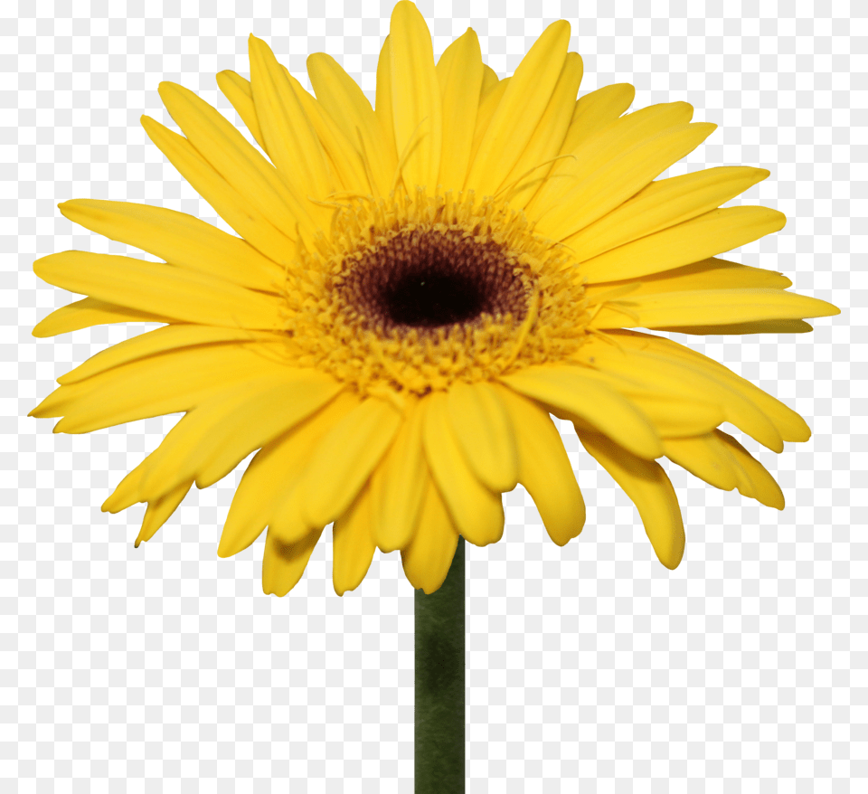 Thumb Image Daisy, Flower, Plant, Sunflower, Petal Free Transparent Png