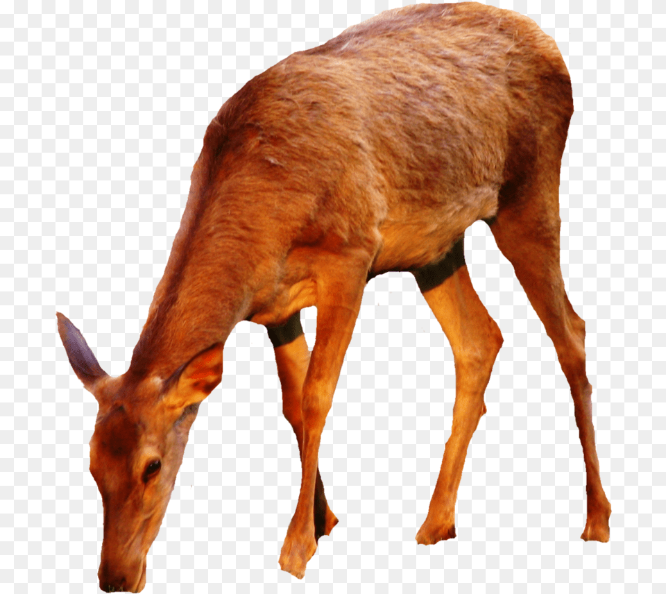 Thumb Image Doe Deer, Animal, Antelope, Mammal, Wildlife Free Png Download