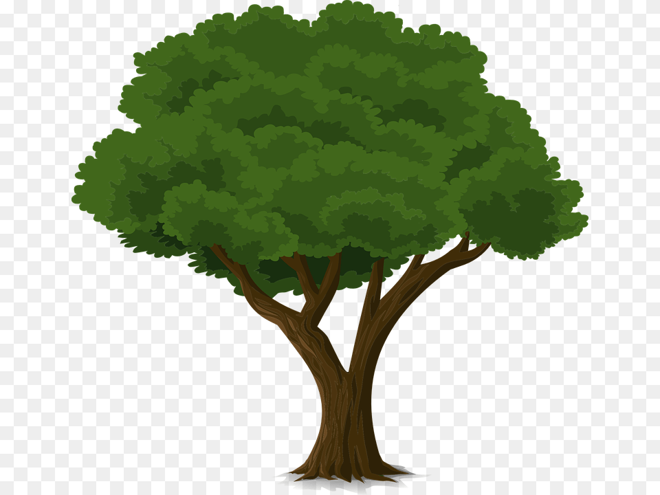 Thumb Image Drawing Of A Tall Tree, Plant, Vegetation, Oak, Sycamore Free Png Download