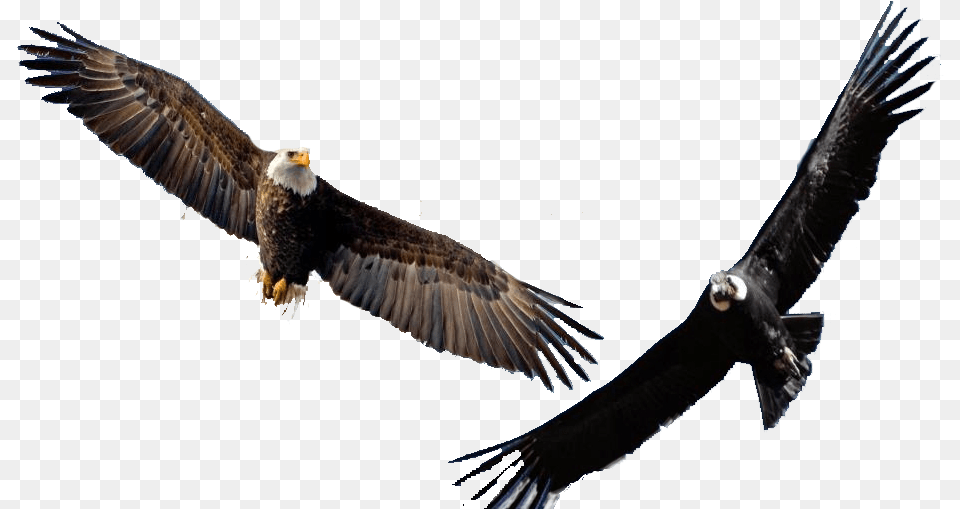 Thumb Image Eagle Flying Background, Animal, Bird, Vulture, Beak Free Png