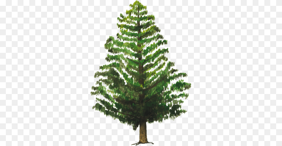 Thumb Image Energia Abraza Un Arbol, Conifer, Fir, Pine, Plant Free Transparent Png