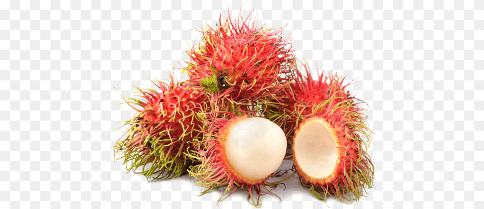 Thumb Exotic Fruit Rambutan, Food, Plant, Produce Png Image