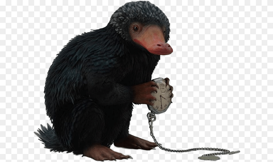 Thumb Image Fantastics Beasts Niffler, Animal, Bird, Vulture Free Png Download