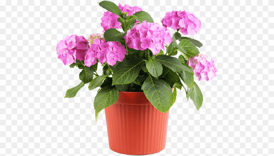 Thumb Image Flowers In Pot, Flower, Geranium, Plant, Potted Plant Free Transparent Png