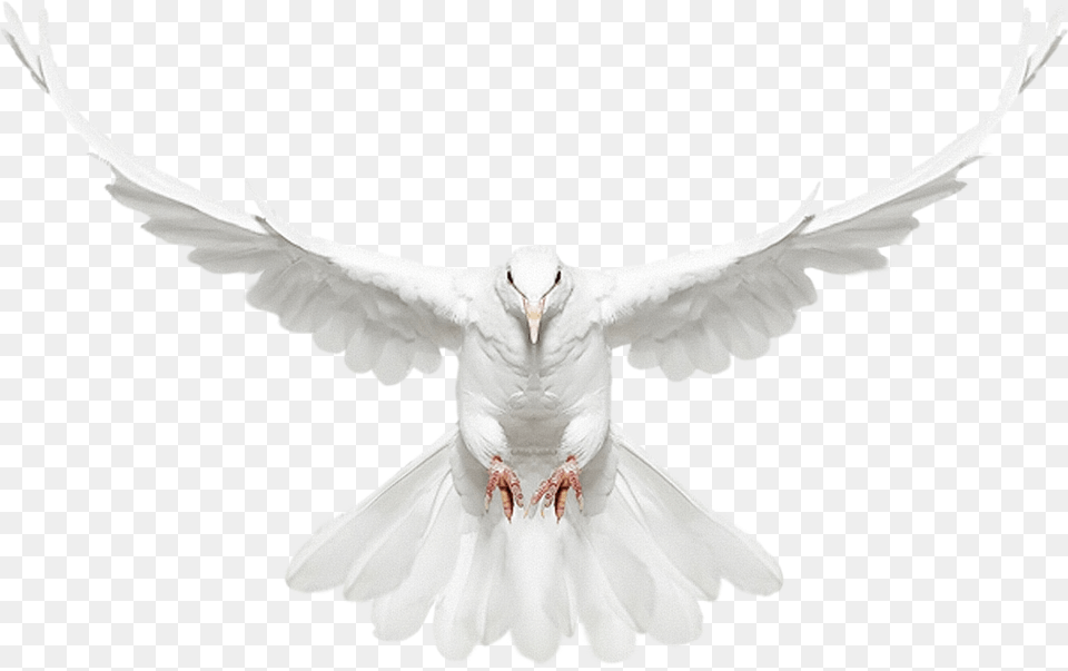 Thumb Image Flying Dove Front View, Animal, Bird, Pigeon, Adult Free Transparent Png