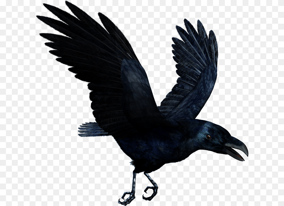 Thumb Image Flying Transparent Raven, Animal, Bird, Blackbird, Crow Png