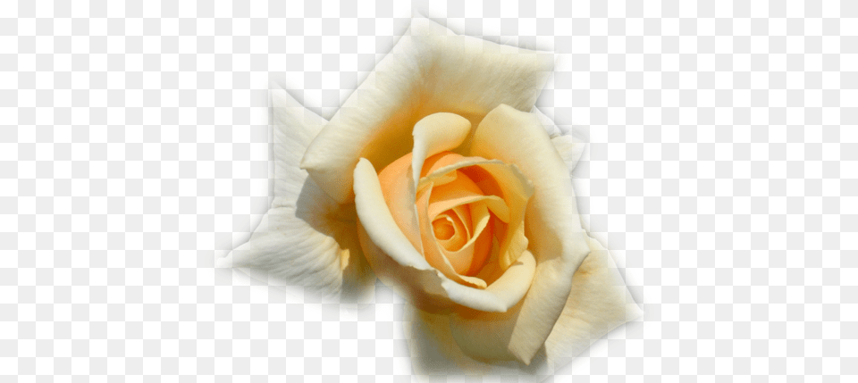 Thumb Image Garden Roses, Flower, Plant, Rose Free Png