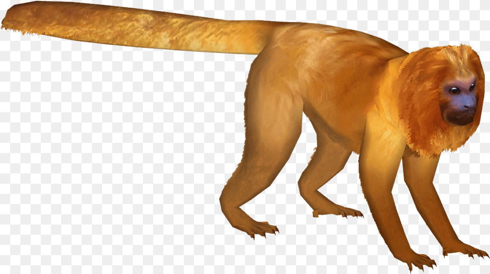 Thumb Image Golden Lion Tamarin, Animal, Mammal, Monkey, Wildlife Free Transparent Png