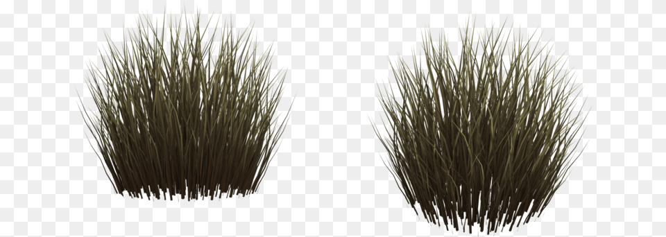 Thumb Image Grass, Plant Free Png Download