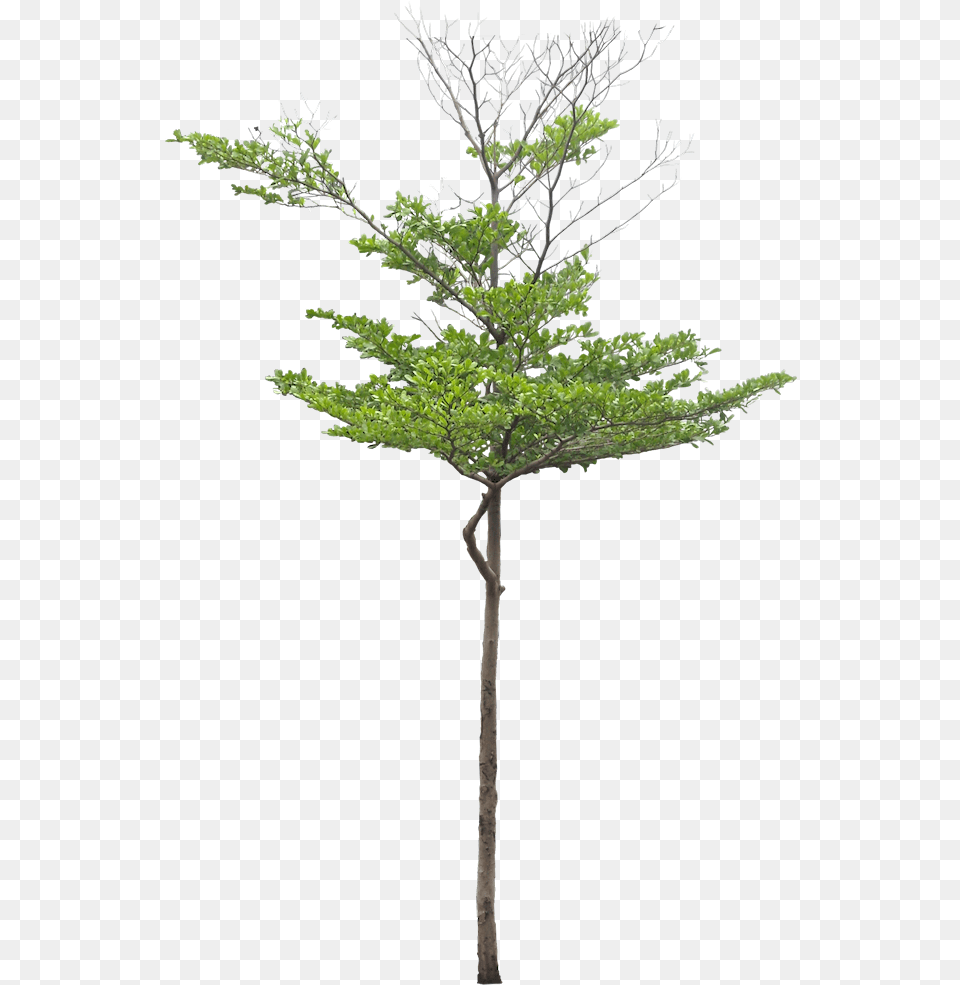 Thumb Image Green Bucida Tree, Conifer, Leaf, Plant, Potted Plant Free Transparent Png