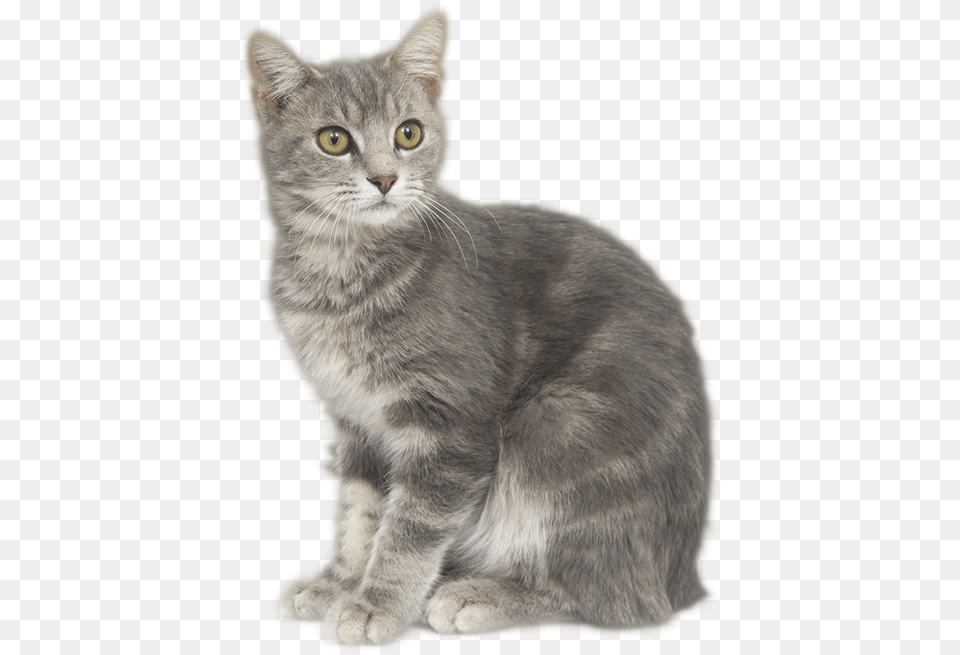 Thumb Image Grey Cat Transparent, Animal, Mammal, Manx, Pet Free Png