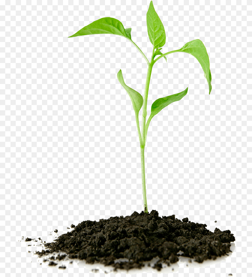 Thumb Image Grow Your Faith, Plant, Soil, Sprout, Leaf Free Transparent Png