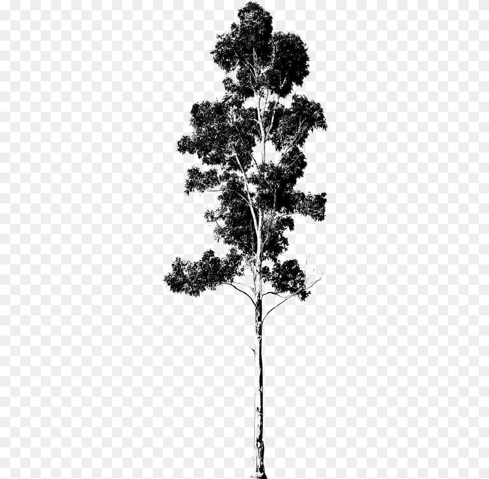 Thumb Image Gum Tree Silhouette, Gray Free Transparent Png