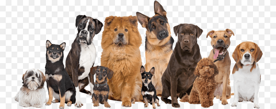 Thumb Image Happy New Year 2020 Images With Dogs, Animal, Canine, Dog, Mammal Free Png