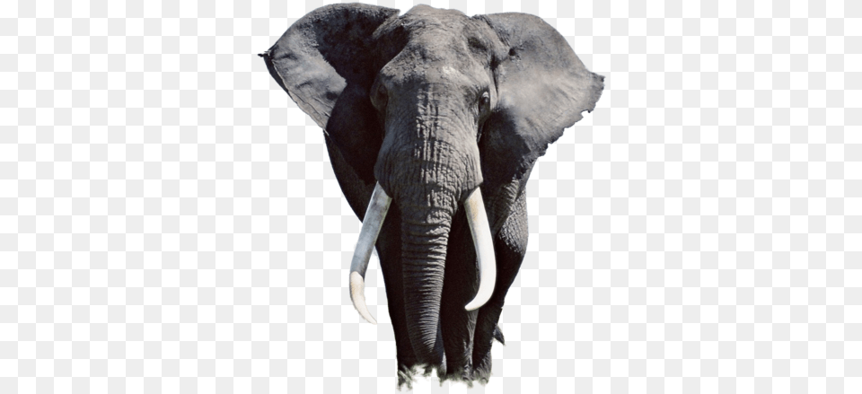 Thumb Image High Resolution Elephant, Animal, Mammal, Wildlife Free Transparent Png