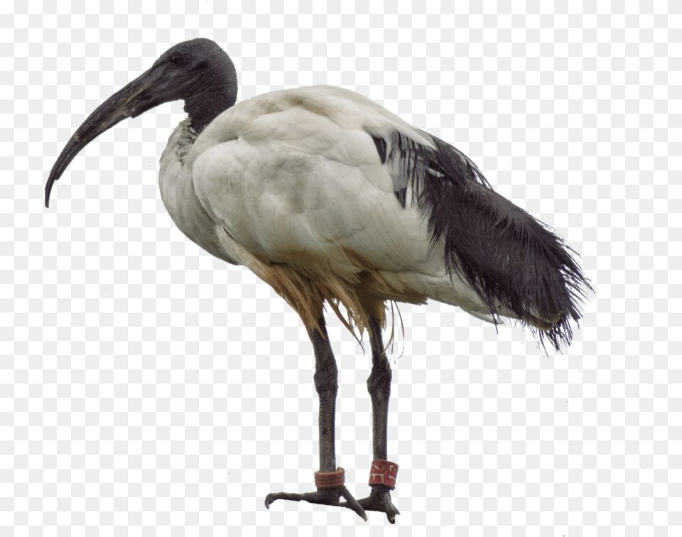 Thumb Ibis, Animal, Beak, Bird, Stork Png Image