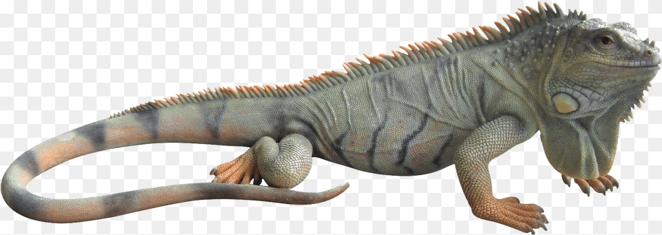 Thumb Iguana, Animal, Lizard, Reptile Png Image