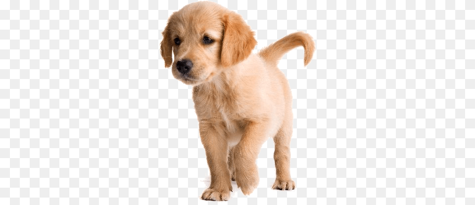 Thumb Imagenes De Perros, Animal, Canine, Dog, Golden Retriever Png Image