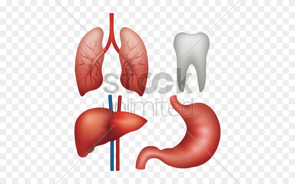 Thumb Image Internal Organ, Body Part, Stomach, Smoke Pipe Png
