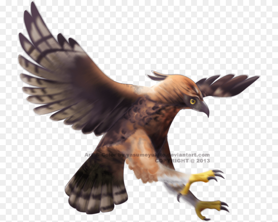 Thumb Image Javan Hawk Eagle, Animal, Bird, Buzzard, Vulture Free Png Download