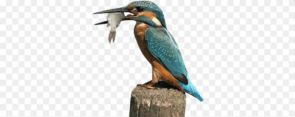 Thumb Image King Fisher, Animal, Beak, Bee Eater, Bird Png