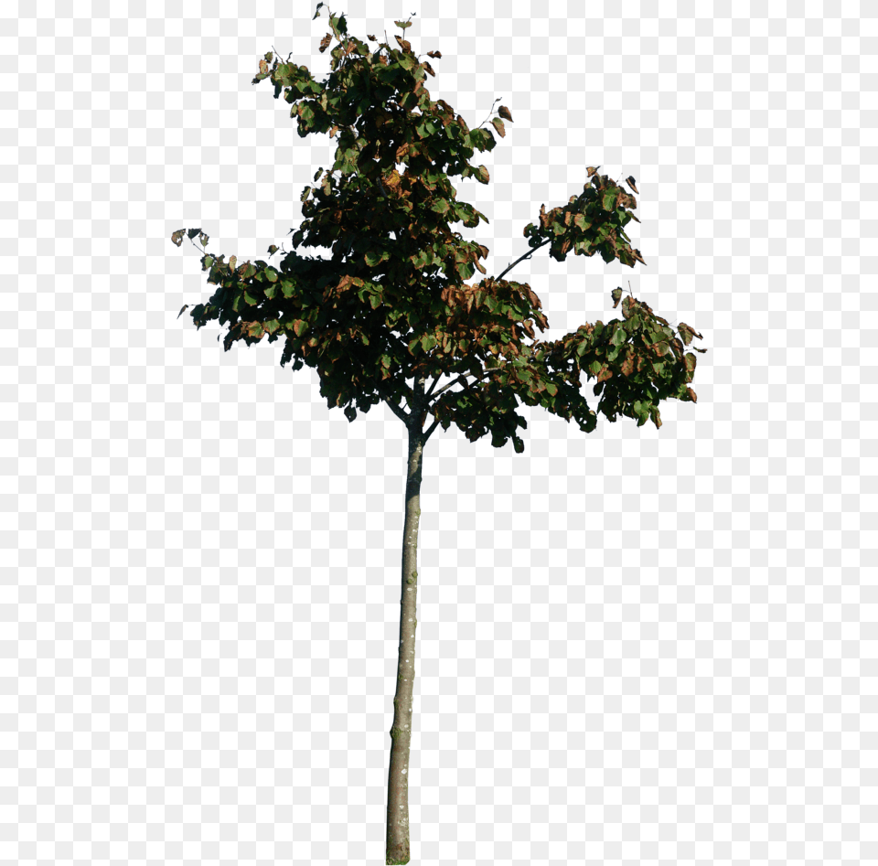 Thumb Image Little Tree, Leaf, Maple, Plant, Oak Free Png Download