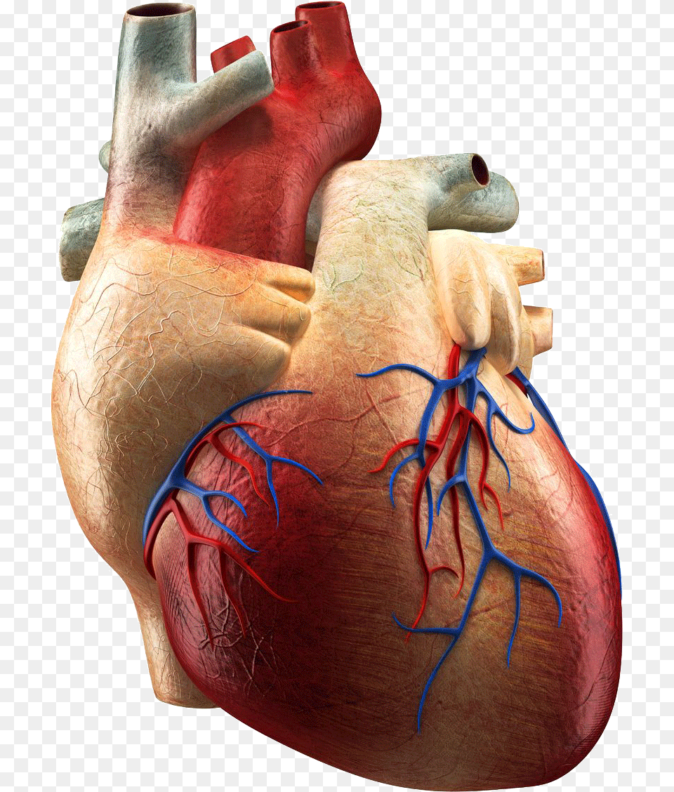 Thumb Image Man Heart Images, Adult, Male, Person, Body Part Png